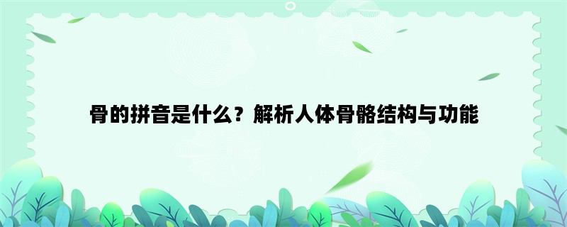 骨的拼音是什么？解析人体骨骼结构与功能