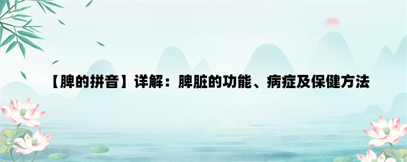 【脾的拼音】详解：脾脏的功能、病症及保健方法
