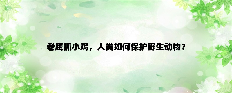 老鹰抓小鸡，人类如何保